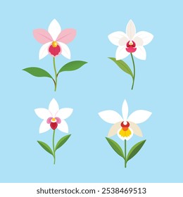 Cymbidium Boat Orchid flower vector artwork      