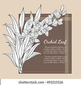 Cymbidium Orchids card vector on brown background.Cymbidium Orchids card by hand drawing.
