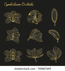 Cymbidium Orchids vector on blackbackground.Cymbidium Orchids set by hand drawing.