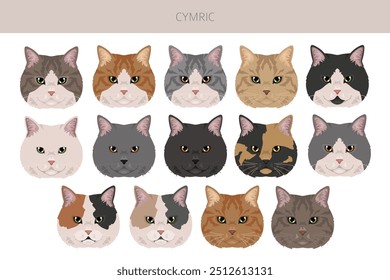 Cymric Cat clipart. All coat colors set.  All cat breeds characteristics infographic. Vector illustration