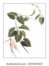 Cynanchum wilfordii, hand-painted floral and botanical painting, hand-painted herbal painting, natural herbs.