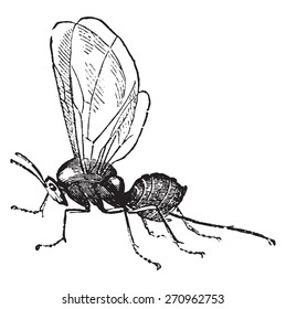 Cynips, vintage engraved illustration. Natural History of Animals, 1880.
