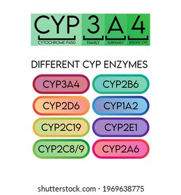 Cyp Cytochrome P450 Enzyme Nomenclature Examples Stock Vector (Royalty ...