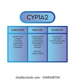 CYP1A2Cytochrome P450 Enzyme Substrates, Inducers And Inhibitor Drug Examples For Pharmacology, Biochemistry