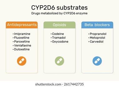 CYP2D6 substrates infographic. Drugs metabolized by CYP2D6 enzyme. Antidepressants, opioids, beta blockers. Vector illustration