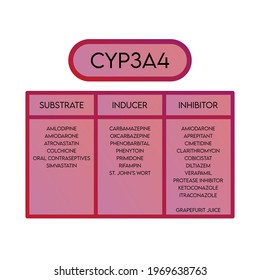 Cyp3a4 Cytochrome P450 Enzyme Substrates Inducers Stock Vector (Royalty ...