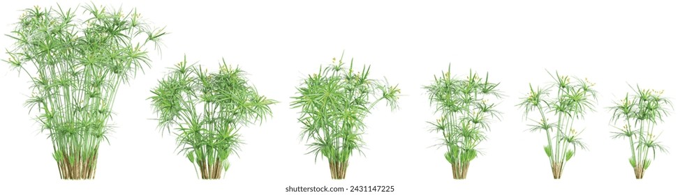 Cyperus alternifolius Trees collection with realistic style