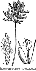 Cyperus ist eine kleine Pflanze in China. Es besteht aus einem einzigen Stamm, mit kleineren, extrem langen, dünnen grünen Blättern, die bis zu einem Punkt, Vintage-Linie Zeichnung oder Gravitation Illustration kleben.