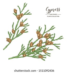 Cypress branches with cones isolated on white background. Hand drawn evergreen plant. Vector illustration engraved. 