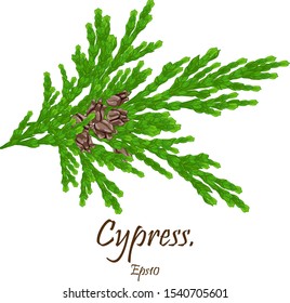 Cypress cedar tree branch. cypress branch with cones. Conifer flower of cypress on green branches. Eps 10