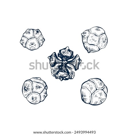 Cypress cone set. Botanical hand drawn Isolated vector illustration. Cypress cone sketch template for card design Christmas invitation, poster, holiday decor. Engraving style collection