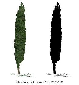 Cypress (Cupressus L.), the color vector image, and a cypress silhouette, the black vector image, on a white background