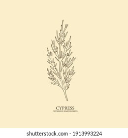 Cypress hand drawn illustration. Botanical design