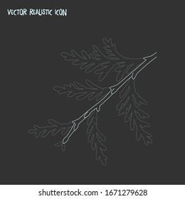 Cypress leaf icon line element. Vector illustration of cypress leaf icon line isolated on clean background for your web mobile app logo design.