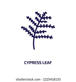 cypress leaf icon from nature collection. Thin linear cypress leaf, season, branch outline icon isolated on white background. Line vector cypress leaf sign, symbol for web and mobile