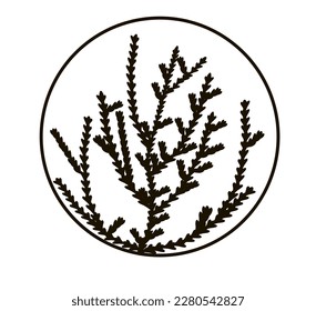 Icono de la hoja de ciprés. Ilustración simple del vector de hoja de ciprés