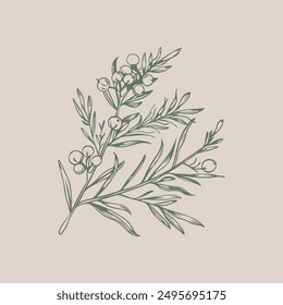 Cypress tree branch illustration, Hand drawn style. Green paintings on beige background. Vintage botanical clipart   