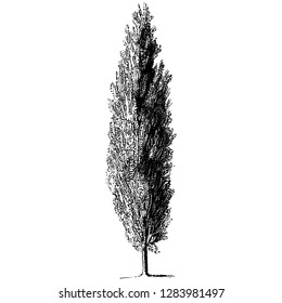Cypress Tree Engraving Vintage Vector Illustration svg