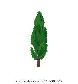 Cypress Tree Isolated On White Background Stock Vector (Royalty Free ...