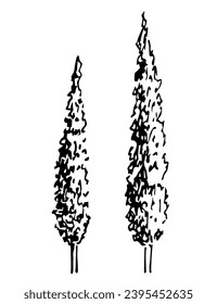 Cypress tree, pyramidal poplar. Simple vector drawing with black outline. Nature and vegetation. Sketch in ink.