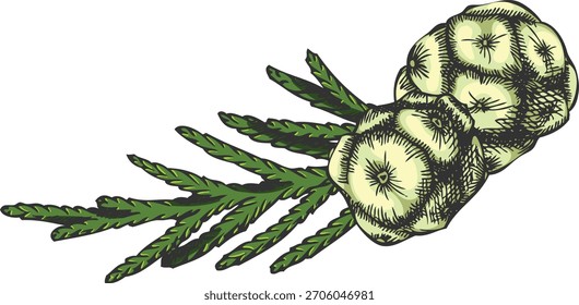 Ramita de ciprés con conos dibujados a mano Ilustración vectorial. Elemento vegetal de hoja perenne de coníferas. Saborizante leñoso de coníferas, aroma de bosque. Decoración de vacaciones de invierno de Navidades aisladas