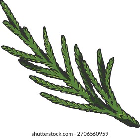 Ilustración vectorial dibujada a mano de ramita de árbol de ciprés. Ramita de planta de hoja perenne de coníferas. Navidades decoración de vacaciones de invierno. Elemento de diseño de coníferas naturales. Olor a bosque leñoso