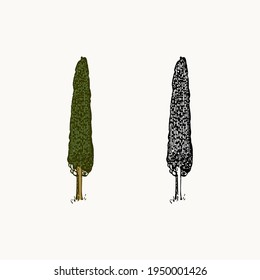 Cypress tree in vintage style. The national symbol of Greece. Hand drawn engraved sketch in vintage style. Template for cards, labels or web sites.