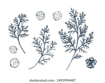 Cypress twig set. Botanical hand drawn Isolated vector illustration. Cypress sprig branch sketch template for card design Christmas invitation, poster, holiday decor. Engraving style collection