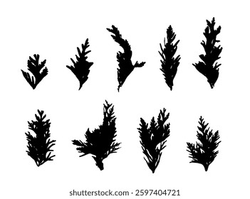 Cypress Twigs Icon, Cupressus Leaf Symbol, Arborvitae Twig, Thuya Sprig Silhouette, Thuja Leaves Illustration, Cypress Shape Set for Christmas Design