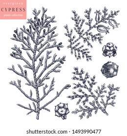 Cypress vector illustrations set. Evergreen tree botanical drawings. Hand drawn conifer plant. Perfect for Christmas design, greeting cards, banner, decoration or packaging. Vintage outlines.