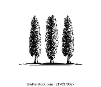 Silhouette Cypress Vector. Silhouettes de árbol Cypress de coníferas sobre el fondo blanco