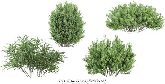 Cypress,Barberry Bush,Rosemary Trees isolated on white background, tropical trees isolated used for architecture