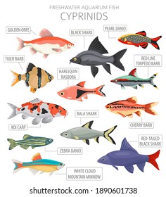 Cyprinids. Freshwater aquarium fish icon set flat style isolated on white.  Vector illustration