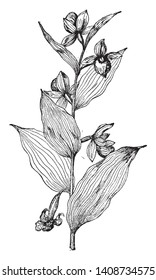 Cypripedium Californicum plant known by many stalk-less leaves pouches and flowers. The oval shaped, tabular flower are growing on plant, vintage line drawing or engraving illustration.