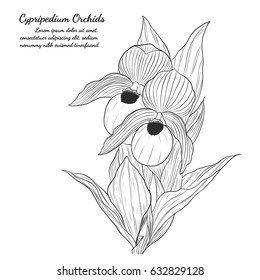 Cypripedium orchids by hand drawing.Orchids vector on white background.
