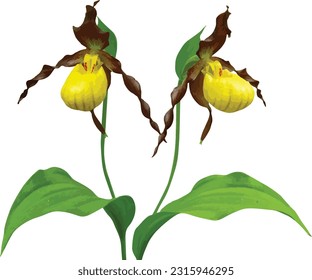 Cypripedium pubescens (Yellow Lady's Slipper) Native North American Orchid Wildflower