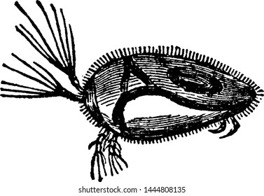 Cypris Unifasciata Water Flea, vintage illustration.