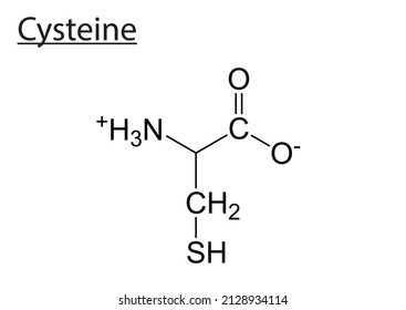 603 Cysteine structure Images, Stock Photos & Vectors | Shutterstock