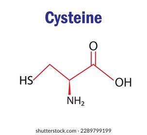 Cystein-Aminosäure-Formel und Struktur. Chemische molekulare Formel von Cystein . Studieren Sie Inhalte für Wissenschaftsstudenten. Vektorgrafik.