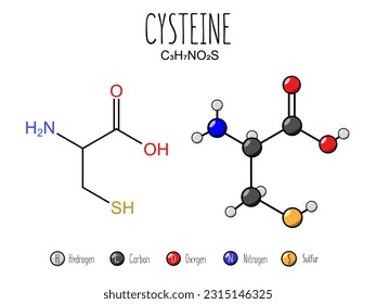 Cysteine amino acid representation. Skeletal formula and 2d structure illustration, isolated on white background. Vector editable