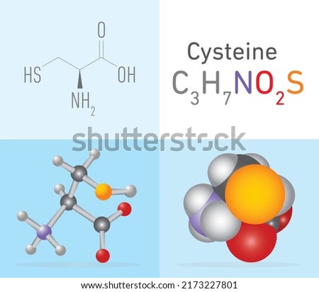 Cysteine (C3H7NO2S) amino acid. Two 
different molecule model and chemical formula. Ball, stick and Space filling model. Structural Chemical Formula and Molecule Model. Chemistry Education