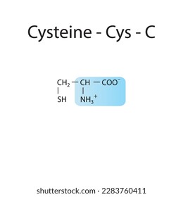 Cysteine - Cys - C amino acid structure. Skeletal formula with amino group highlighted in blue. Scientific illustration.