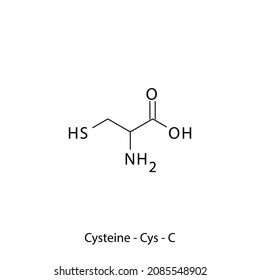 Cysteine Cys C Conditionally Essential Amino Stock Vector (Royalty Free ...