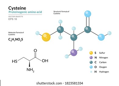 Cysteine. Cys C3H7NO2S. Proteinogenic Amino Acid. Structural Chemical Formula and Molecule 3d Model. Atoms with Color Coding. Vector Illustration 