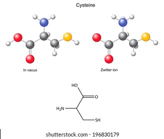 Cysteine (Cys) - chemical structural formula and models, amino acid, in vacuo, zwitterion, 2D and 3D illustration, balls and sticks, isolated on white background, vector, eps8