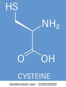 603 Cysteine structure Images, Stock Photos & Vectors | Shutterstock