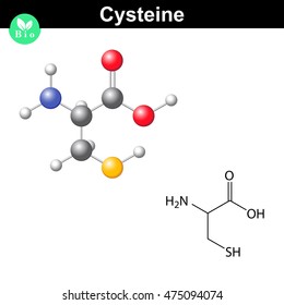 Cysteine proteinogenic amino acid molecular formula and model, 2d and 3d illustration, vector on white background, eps 8