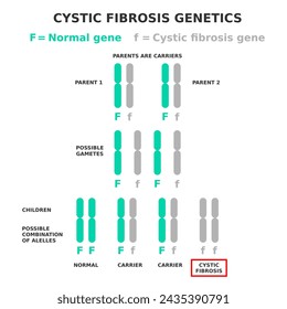 Cystic fibrosis genetics. Cystic fibrosis is an example of a recessive disease. Parents are carriers of affected allele. Children have different possible combination of genes. Vector illustration. 