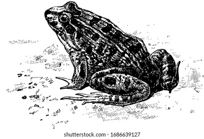 Cystignathidae is an amphibian with a toothed upper jaw, vintage line drawing or engraving illustration.