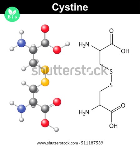 Cystine dipeptide molecular structure, cysteine dimer chemical formula, scientific 2d and 3d vector illsutration, isolated on white background, eps 10